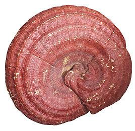 《Kenshi 2》升级为虚幻引擎5开发 初代游戏更新自由相机模式